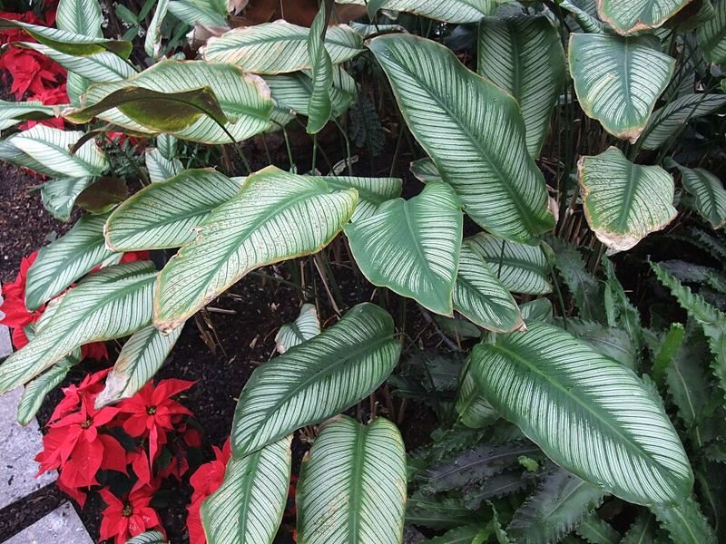 Calathea with broad green leaves marked by fine white stripes along the veins, growing beside red flowers