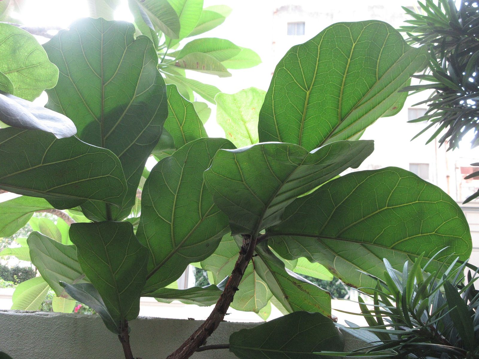 Fiddle leaf fig with large, broad green leaves lit from behind by bright daylight