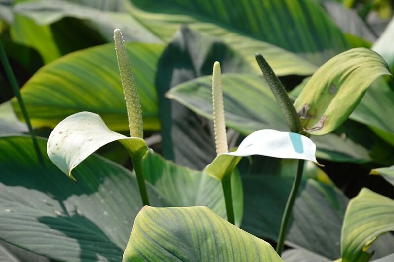 Peace lily with dark green leaves and a white spathe flower