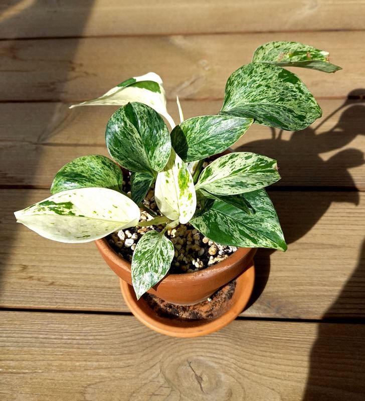 Pothos houseplant with heart-shaped green leaves marbled in white