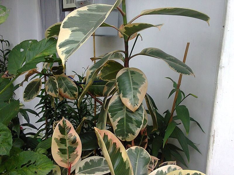 Rubber plant with large oval leaves variegated in green, cream and pink