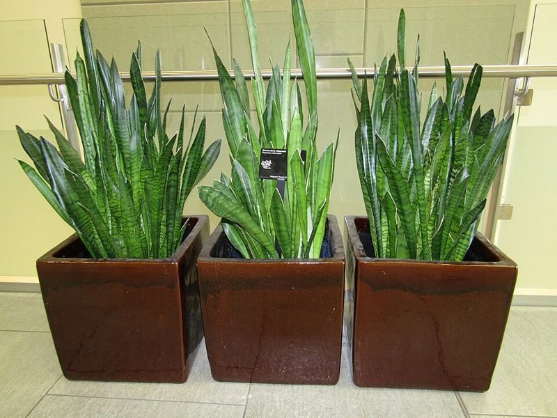 Snake plant with upright, sword-shaped green leaves banded in darker green