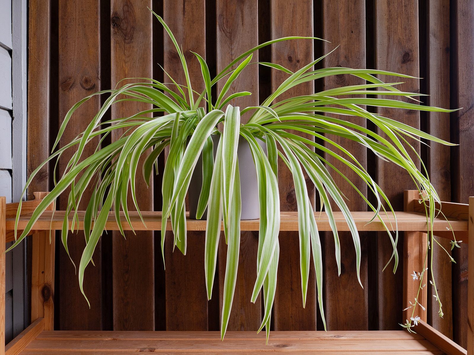 Spider plant with plantlets and flowers in a pot