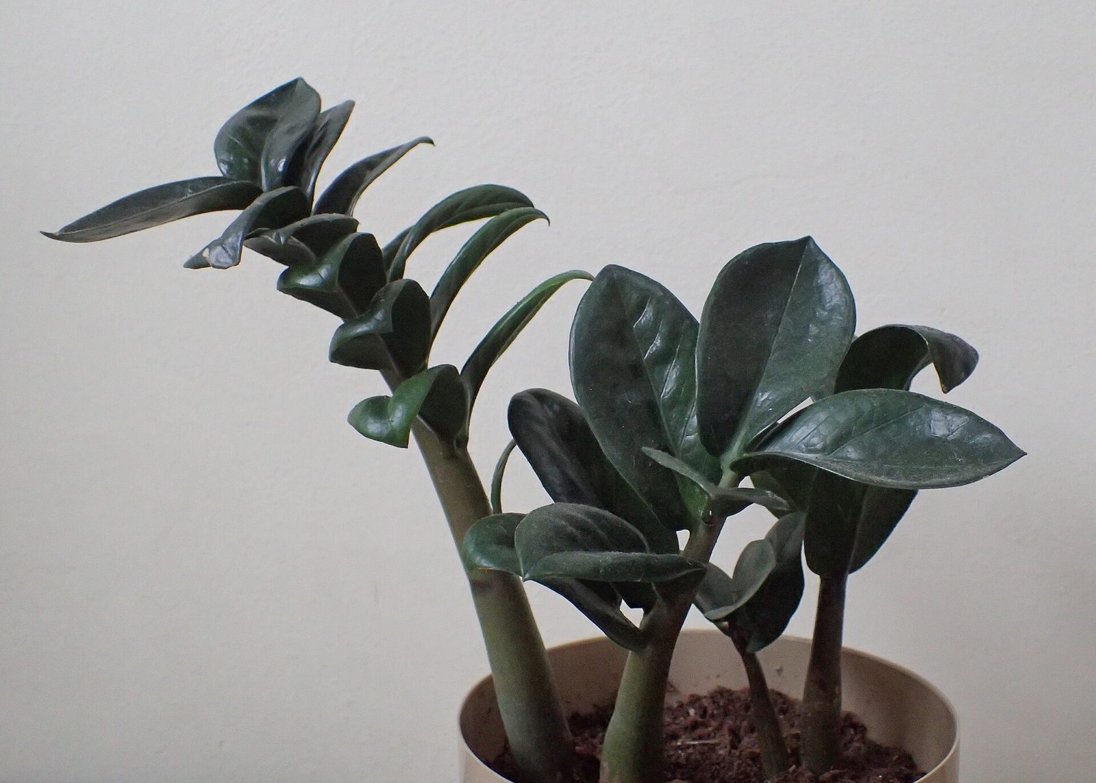 ZZ plant with glossy dark green leaflets on upright arching stems